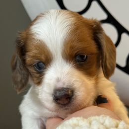 Piebald boy silky wire blue eyes - Piebald male Dachshund puppy in Appomattox, Virginia from Doxie Darlings VA