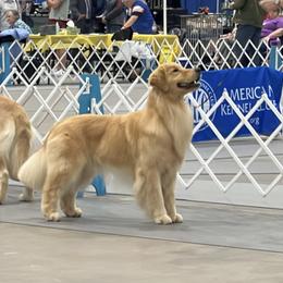 Hiccup - Golden Retriever