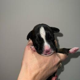 Boy 1 - Brindle male Boxer puppy in Jamesville, New York from Reynolds Homestead Boxers