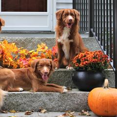 Nova Scotia Duck Tolling Retriever All Grown Up from Dtails Tollers