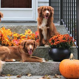 Nova Scotia Duck Tolling Retriever All Grown Up from Dtails Tollers