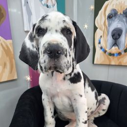 Ian - Harlequin male Great Dane puppy in Granby, Missouri from HCR Great Danes