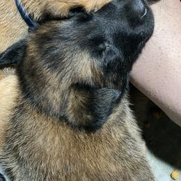 Belgian Malinois and German Shepherd Puppies from Madhouse’s Belgian Malinois and German Shepherds
