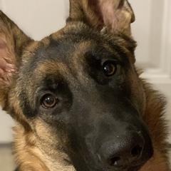 German Shepherds from Friend Family Farm