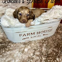 Oslo-2200 - Cream male Dachshund puppy in Atwood, Oklahoma from Holder’s Doxie Farm