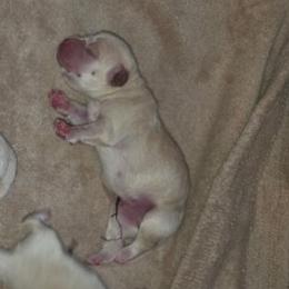 Blue - Yellow male Labrador Retriever puppy in Siloam Springs, Arkansas from Karemy Kennels (Karemy Labradors)