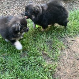 Pomeranian Puppies from Kristin Alsup