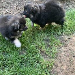 Pomeranian Puppies from Kristin Alsup