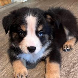 Boy 4 - Black tri male Miniature Australian Shepherd puppy in Turner, Maine from Bear Pond Aussies / Leonbergers of Maine