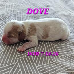 AKC DOVE - Blenheim female Cavalier King Charles Spaniel puppy in Joplin, Missouri, Missouri from HOL-A-DA CAVALIERS