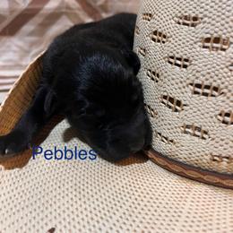 Pebble - Black & white male Australian Shepherd puppy in Rose Hill, North Carolina from Motega Australian Shepherds
