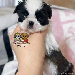 Lola - Black and white female Shih Tzu puppy in Walkertown, North Carolina from Lil’ Bit’s Shih Tzu