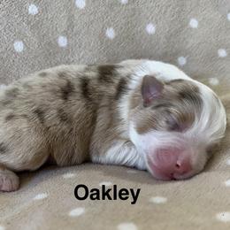 Oakley - Blue merle male Miniature American Shepherd puppy in Florseville, Texas from Ashber Farm