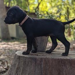 Light Pink - Black female Catahoula Leopard Dog puppy in Huntsville, Arkansas from ArkieHoulas