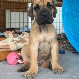 Mufasa - Fawn male Great Dane puppy in Michigan from Ohana Great Danes of Michigan