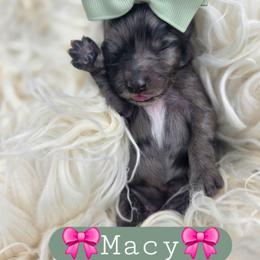 Macy - female Cavapoochon puppy in Bullard, Texas from Cavapoochon Central LLC