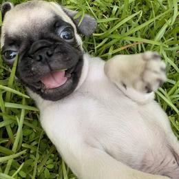 Otis - Fawn male Pug puppy in Broken Arrow, Oklahoma from Pugs Not Drugs