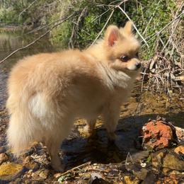 Levi - Cream parti male Pomeranian puppy in Rogers, Arkansas from Premium Pom’s
