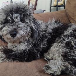 Cavapoos, Cockapoos, Goldendoodles, and Poodles from Brooke Carlson