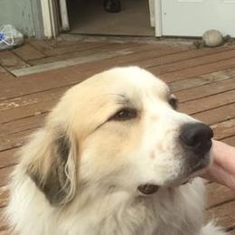 Great Pyrenees from Sue Rohweder's Great Pyrenees