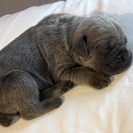 Cane Corso Puppies from Hazel’s House of Cane Corso