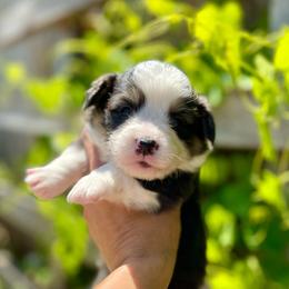 Female 2 - Black and tan female Pembroke Welsh Corgi puppy in Hueytown, Alabama from AAA Corgis