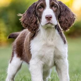 English Springer Spaniels from Country Pride Springers