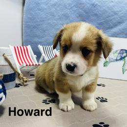 Howard - Sable male Pembroke Welsh Corgi puppy in Apison, Tennessee from Ashmore Corgis