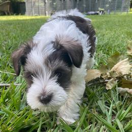 Sabrina - Parti female Miniature Schnauzer puppy in Anthony, Florida from Amanda Tragash