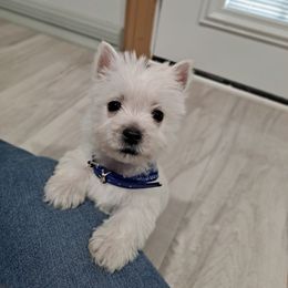 West Highland White Terrier Puppies from Westies of Morrison