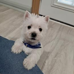 West Highland White Terrier Puppies from Westies of Morrison