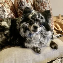 Jazzy - Pomeranian