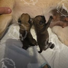 Boy 2 - Fawn male Pug puppy in Cheyenne, Wyoming from Viking Kennel