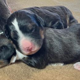 Boy 2 - Tri-color male Bernedoodle puppy in Kansas City, Missouri from Beary GoldenDoodles