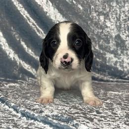 Red collar - Piebald male Dachshund puppy in Poteau, Oklahoma from Sisters Dazzling Dachshunds