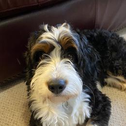 Lucy - Bernedoodle