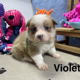 Violet - Sable female Pembroke Welsh Corgi puppy in Apison, Tennessee from Ashmore Corgis