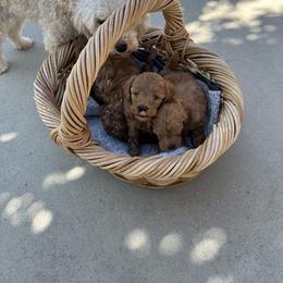 Goldendoodle Puppies from Miss Cindy’s Doodles