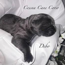 Debo - Gray male Cane Corso puppy in Cameron, Missouri from Exotic Yorkie Imports & Cessna Cane Corso