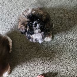 Michelle - Brindle and white female Shih Tzu puppy in Hampstead, Maryland from Shawny's Shih Tzus
