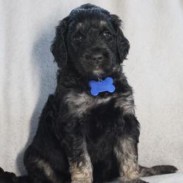 Truffle - Sable male Goldendoodle puppy in Howard City, Michigan from Doodles and Chaos