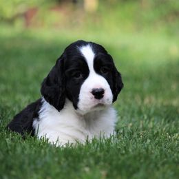 English Springer Spaniel Puppies from Ivy Hill English Springer Spaniels