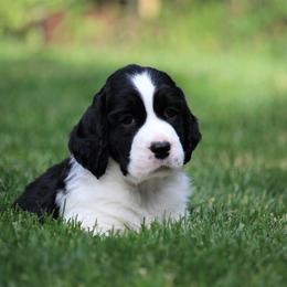 English Springer Spaniel Puppies from Ivy Hill English Springer Spaniels