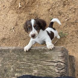 Dachshund Puppies from Twisted C’s Dachshunds
