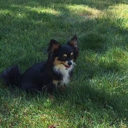 Truly - Chihuahua