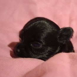 Honey - Black female Chihuahua puppy in Williamsburg, Virginia from Chloe & Friends