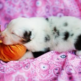 Aurora - Blue merle female Australian Shepherd puppy in Harrison, Arkansas from Von Struve Australian Shepherds