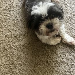 Julia - Shih Tzu