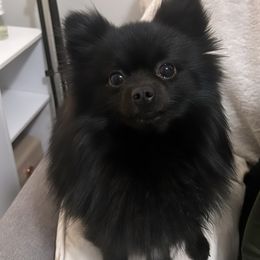 Pomeranians from Abq Poms