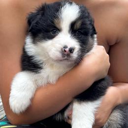 Tahm Kench (half tail) - Black tri-color male Australian Shepherd puppy in Jacksonville, Florida from Solace Australian Shepherds
